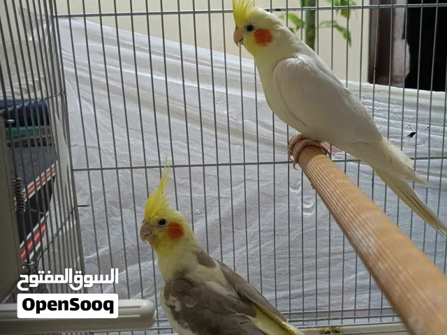 زوز كوبيات كوكتيل. مصوقرات