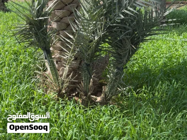 فسائل او صرم للبيع