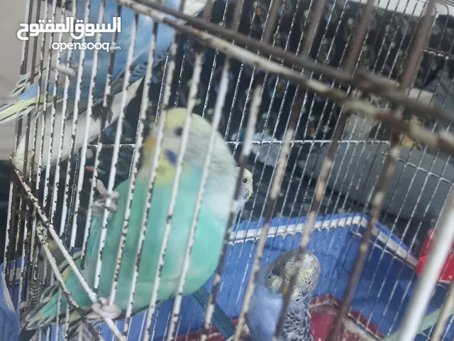 مخاليف طيور حب