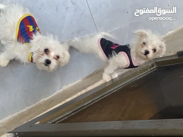 جراؤه مالتيز ذكر و انثى بعمر الثلاث شهور