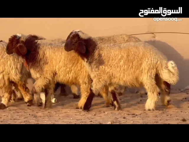 ذيايع نعيمي 1 خروف باقي رخال