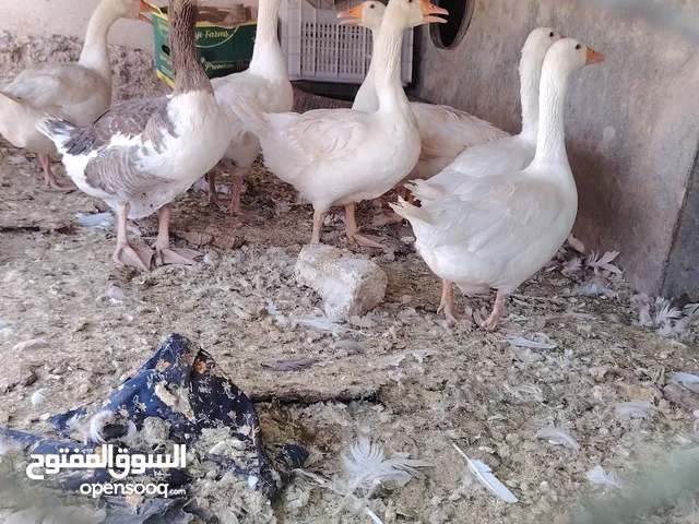 وز عدد 7 للبيع موجود في الكرك القصر