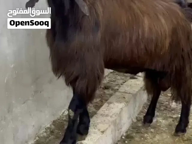 تيس قبرصي نخب أول