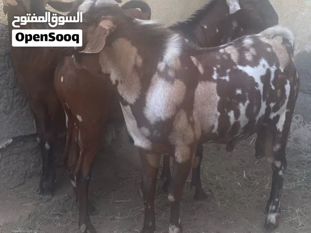 تيوس اثيوبيه مطعومه طعام الدار من يوم صغار