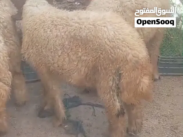 سلام طلياض اذكوره