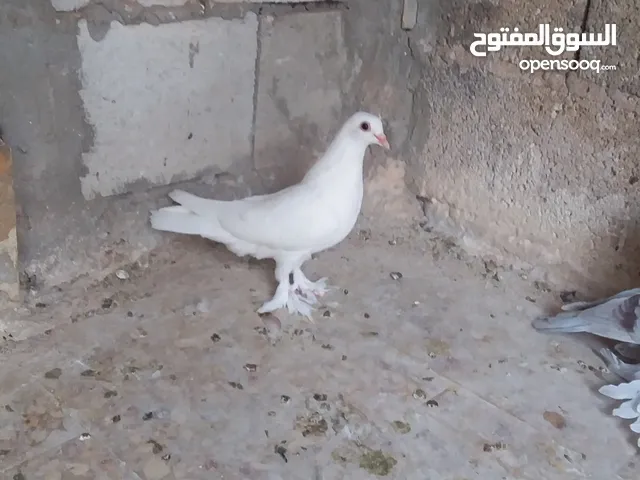 بسم الله الرحمن الرحيم اقرو الوصف