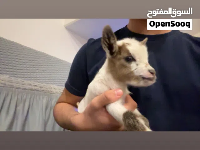 الماعز التشيكي القزم