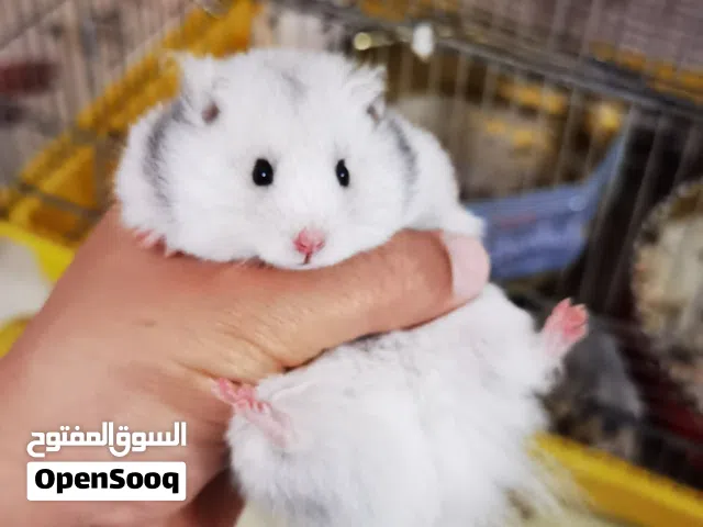 هامستر حجم كبير