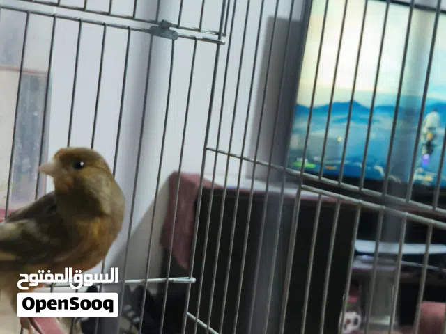 كناري بصلي نار نار صلاتك يا نبي