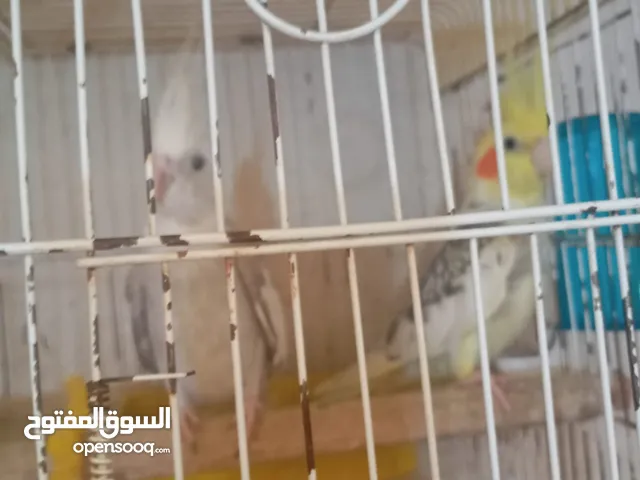 جوز كوكتيل للبيع