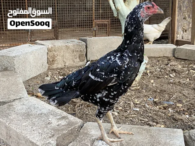 دجاج باكستاني