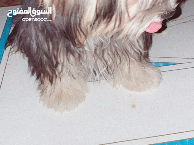 كلب يوركاشير مع بوكه للبيع بصباح الاحمد