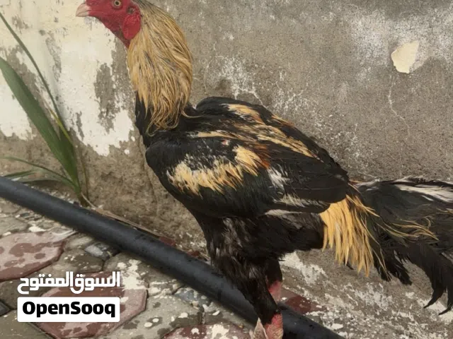 ديك باكستاني انتاج و ضرابه
