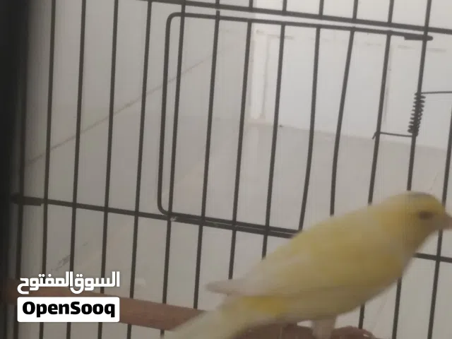 أنثى كناري صغراء