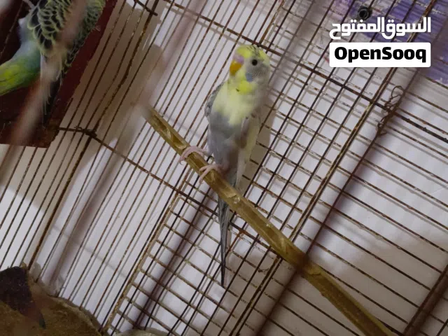 متاح زوج كشرايتت. ب رصاصي