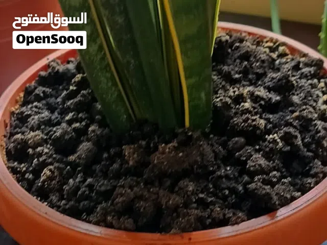 Indoor plant