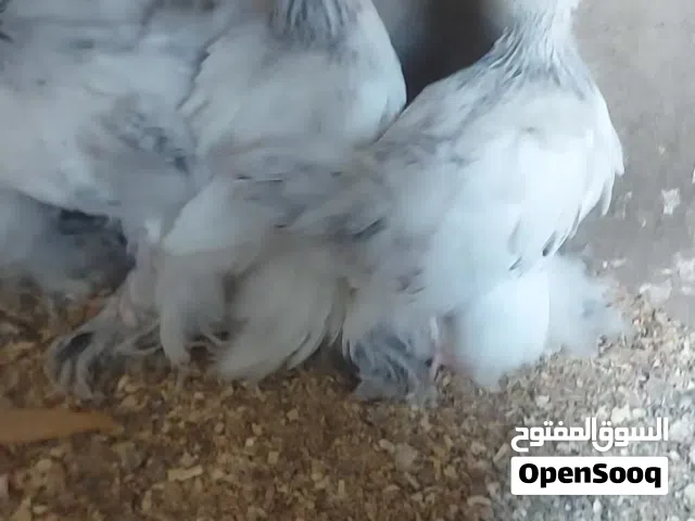 فروجات ابراهما دكتور العدد 5 ازواج العمر شهرين