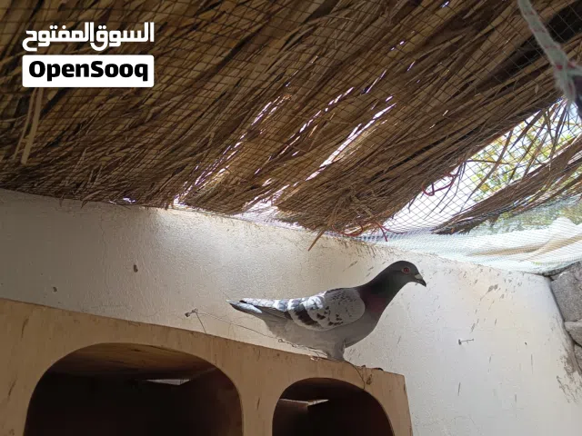 حمامه انثى