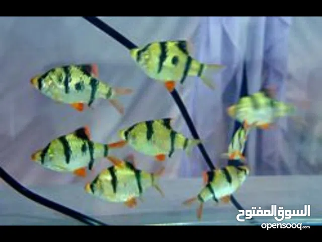 اسماك تايجر بارب