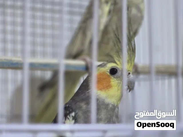 كوبيا كوكتيل للبيع