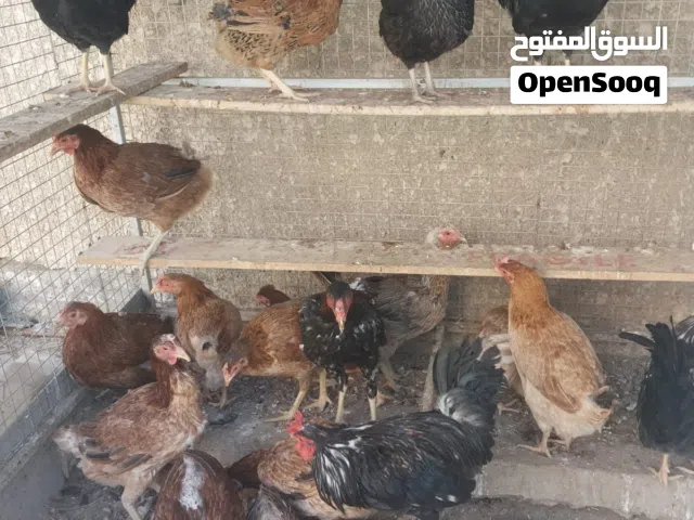 دجاج كويتي لبيع