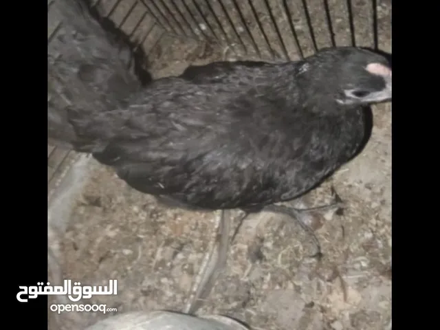 دجاج بلدي للبيع