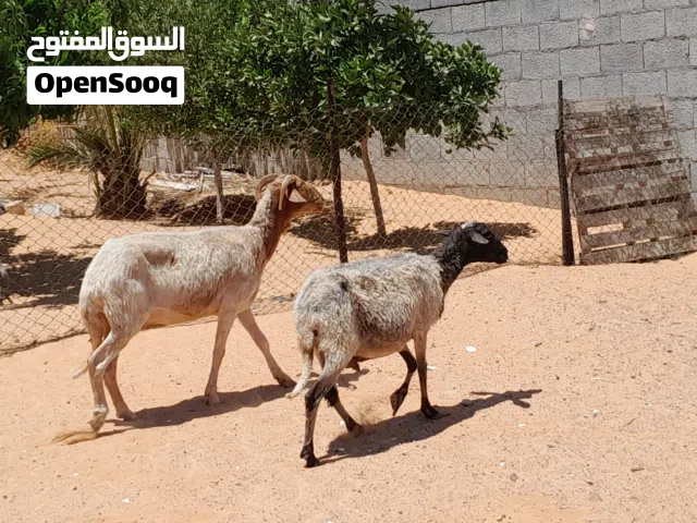 2نعاج وطنيات الله يبارك عشار الزوز بادن الله سليمات من الامراض..