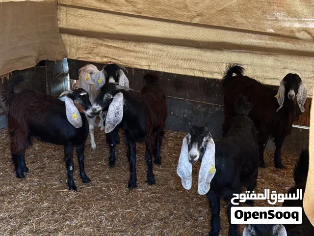 للبيع اغنام عوارض صخلات تصلح ذبيحه او تربيه