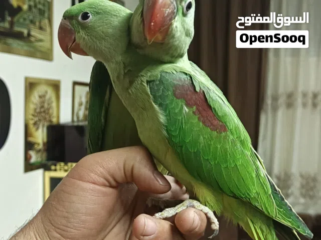 فراخ كساندرا  بدايه فطم حجم جامبو تبارك الرحمن