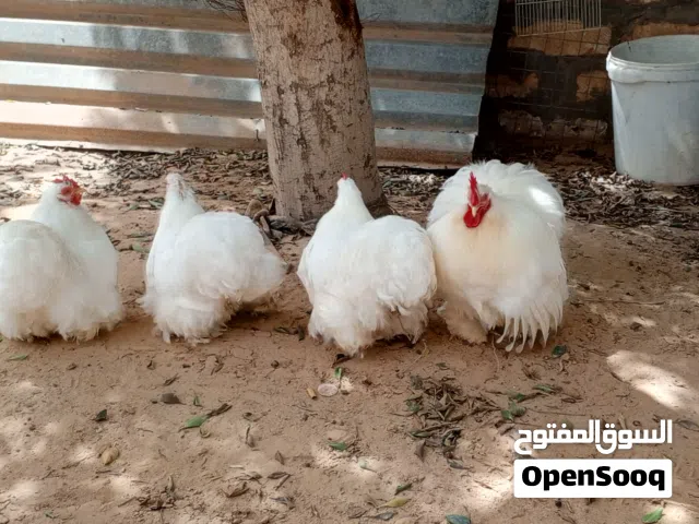 السلام عليكم تلات دجاجات وفروج استرالي ربي يبارك وحدة ادحي وزوز غيار ريش للبيع