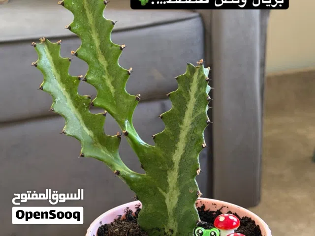 صباريات للبيع