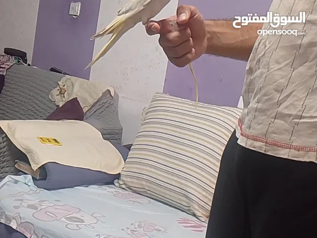 cocktail hand feeding