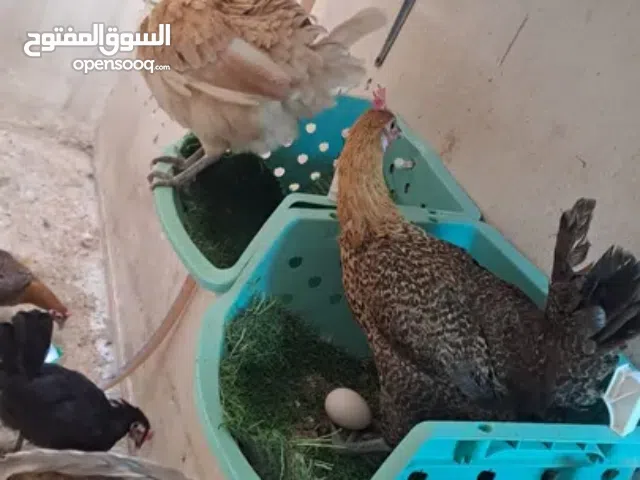 Hens and 3 Roosters for Sale-   دجاجة وديك للبيع مستعجل للبيع بأسرع وقت