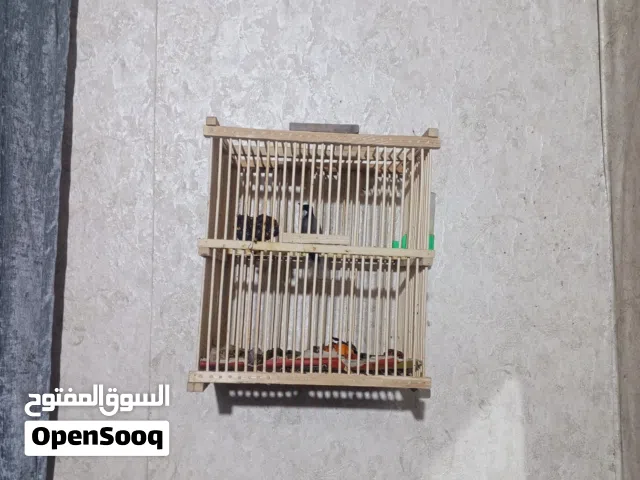 بلبل ابو خصيب