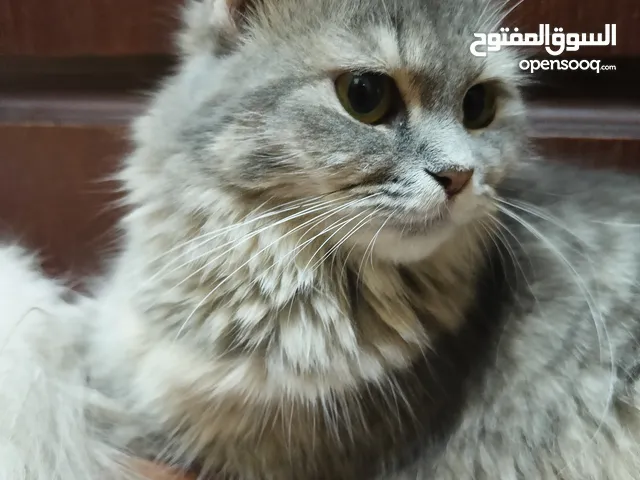 قطة انثى للتبني