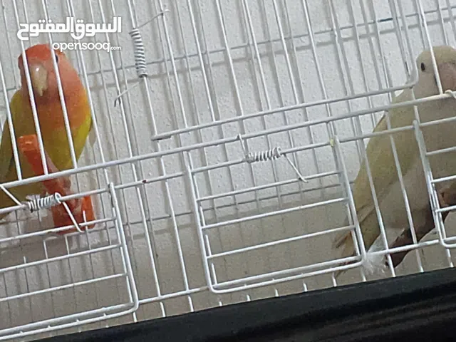 جوز روز ذكر اوبلاين و انثى البينو بجننو