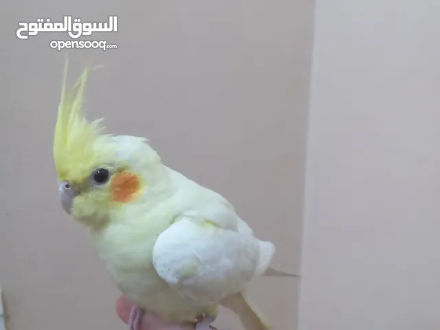 كوكتيل أليف