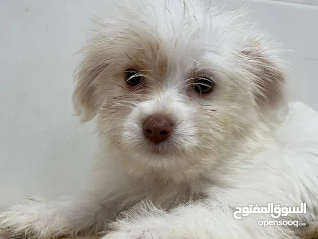Premium Maltese Puppies – Pure, Healthy & Loving Companions جراء مالتيز مميزة – نقية، بصحة ممتازة ور