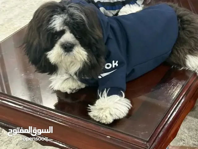 كلب شيتزو بيور عنده 7 شهور