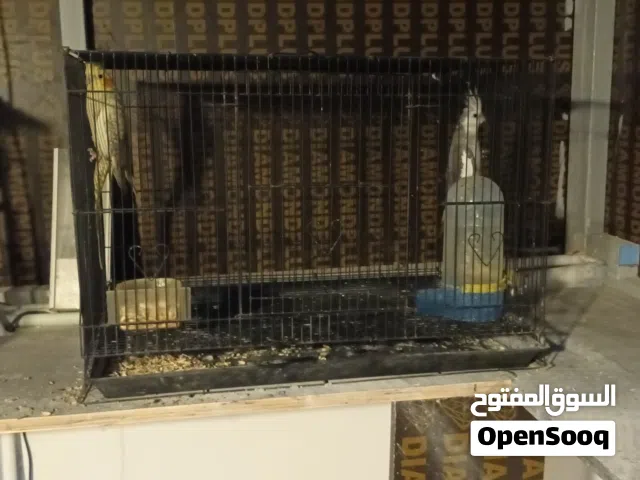 طيور كوكتيل بسعر مناسب التفاصيل في الوصف