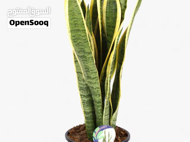Snake plant نبات الثعبان