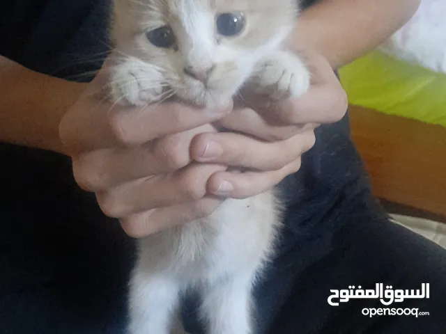 قط لون اشقر