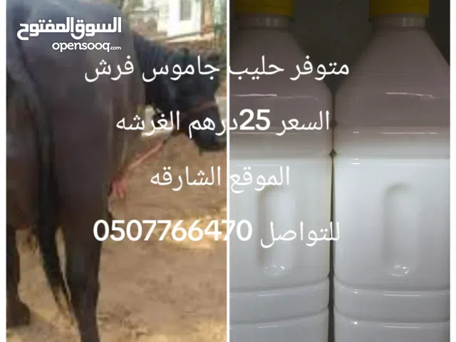 Cow's milk and buffalo are available. Price 10 AED for cow's milk and buffalo 25 AED Al Gharash Webs