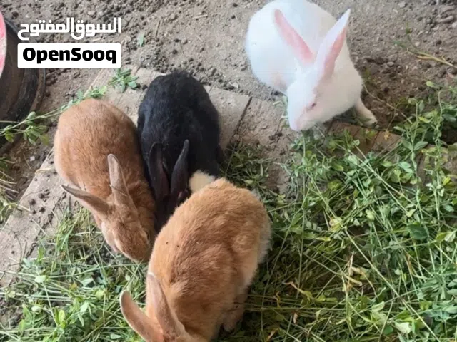 زوج ارانب منتجات