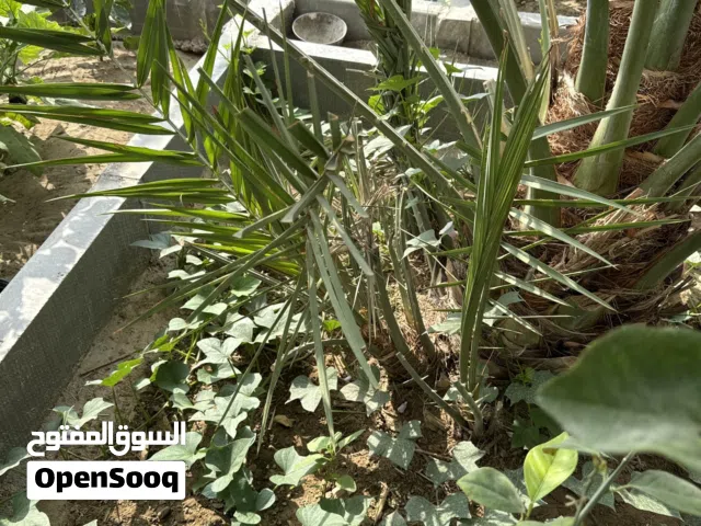 فسيله نخل هلالي مكران