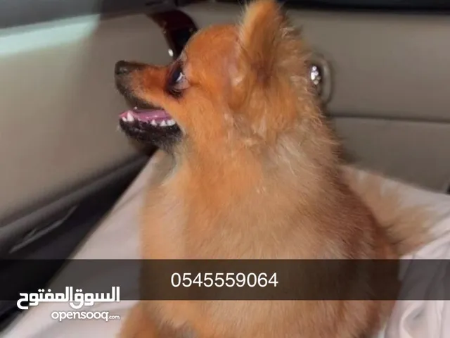 كلب بوميرنيان