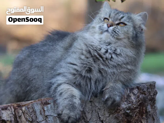 قطه شيرازية انثى