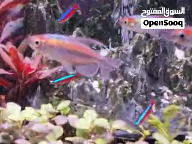 4 حبات كونكو