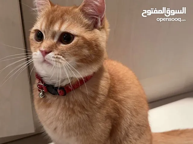 1-year-old male British Shorthair–Persian crossbreed (Contact WhatsApp Only)