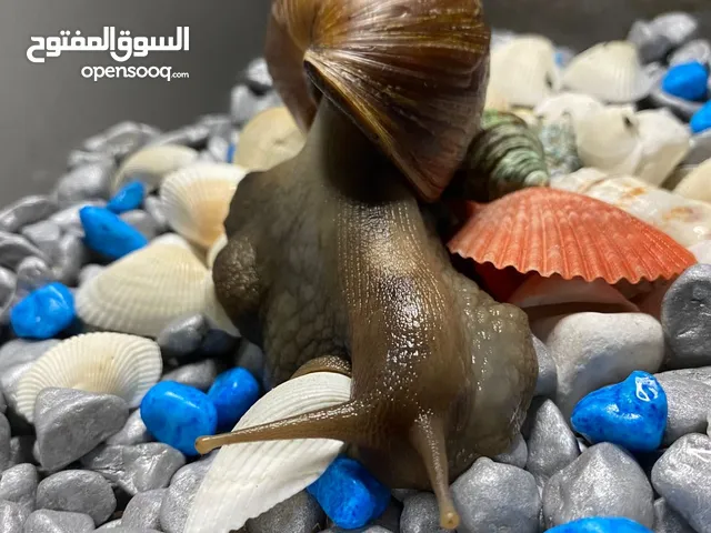 حلزون افريقي